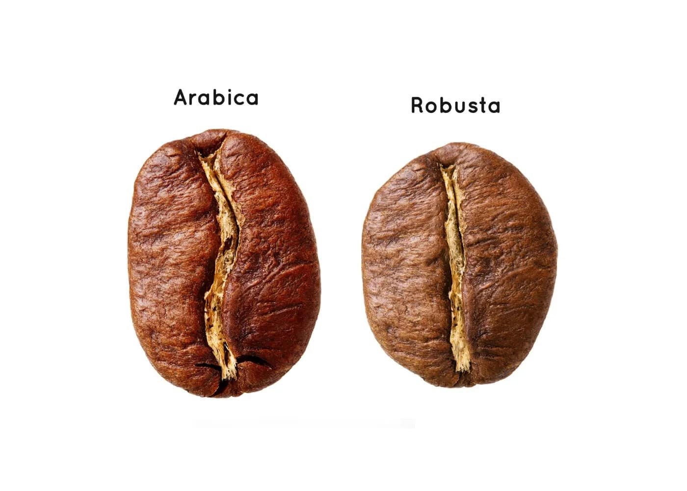 Арабика и робуста: в чём разница?