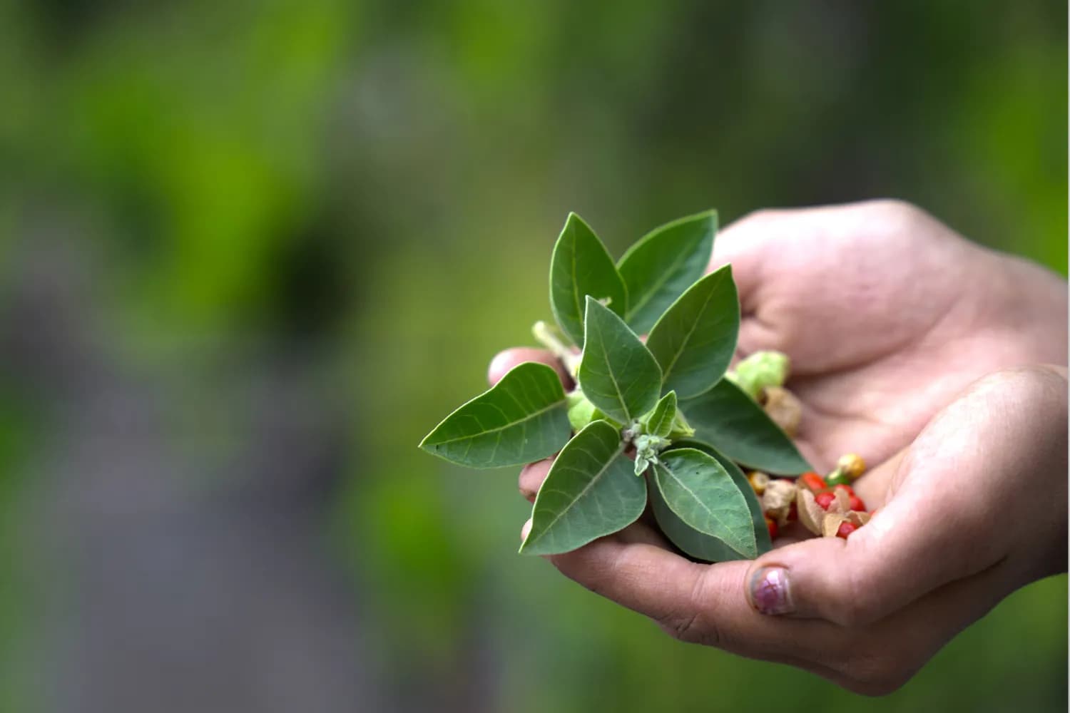Кофе без кофеина: как производится и в чём польза